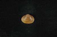 藏品(臺灣蜆)的圖片